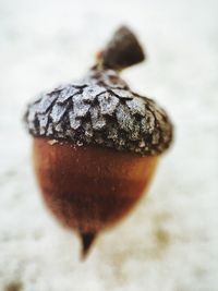 Close-up of insect on fruit