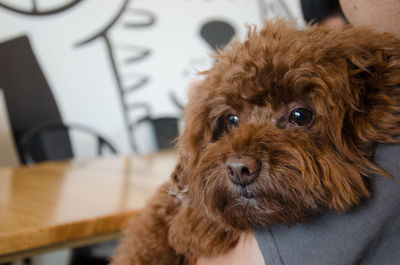 Close-up of dog