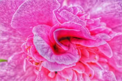 Macro shot of pink rose