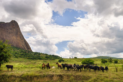 Horses grazing in a field