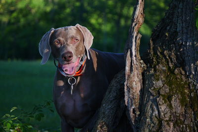 Portrait of dog standing by tree trunk