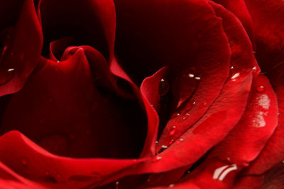 Close-up of wet red rose