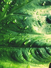 Full frame shot of wet leaves