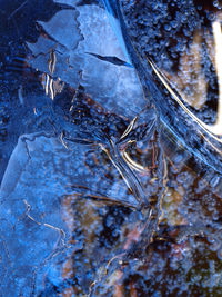 High angle view of frozen plants