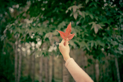 Close-up of hand holding maple leaves