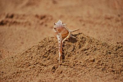 Close-up of a desert