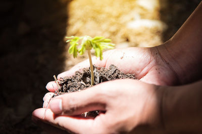 Cropped hand holding soil