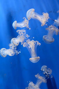 Jellyfish group shoot at acquario di genova