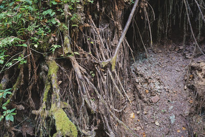 Trees growing in forest