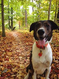 Dog in park