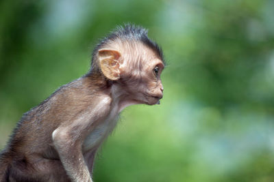 Cute monkeys in the forest
