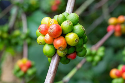 Close-up of cherries growing on tree