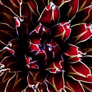 Full frame shot of red flowering plant