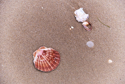 High angle view of shells on beach