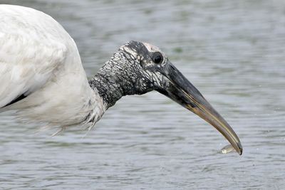 Close-up of a wood stork 