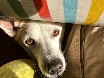 Close-up portrait of dog