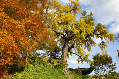 Low angle view of trees against sky during autumn