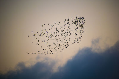 Low angle view of birds flying in sky