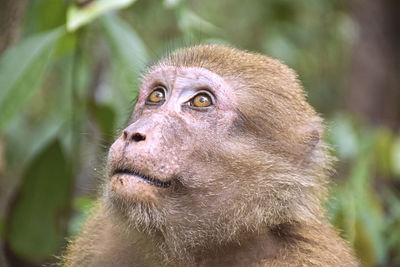 Close-up of monkey