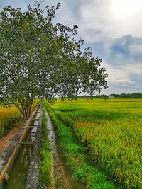 Scenic view of agricultural field against sky