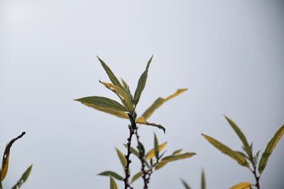 Close-up of plant against clear sky