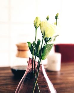 Close-up of potted plant on table