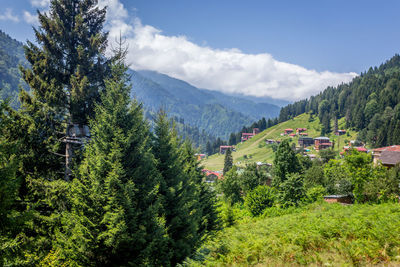 Scenic view of trees and mountains against sky