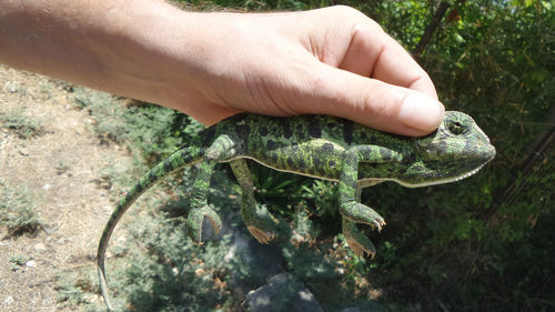 Real chameleon in  man's hand. 