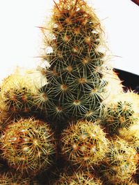 Close-up of cactus plant