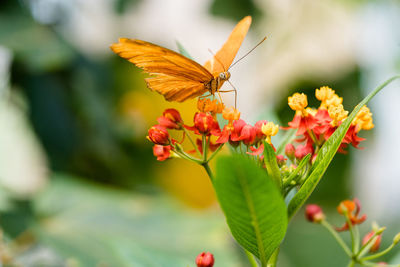 Close-up of butterfly pollinating on flower