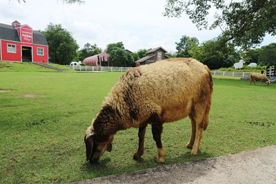 Sheep grazing on field against sky