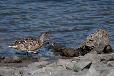 Side view of a female mallard duck walking along a lake shore