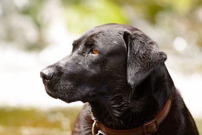 Close-up of wet black labrador looking away outdoors
