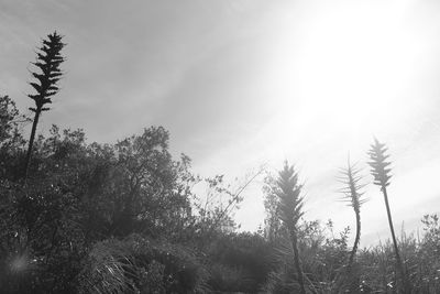 Trees against sky