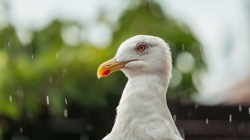 Close-up of bird