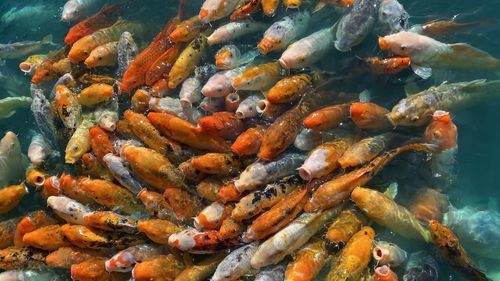 Fish swimming in sea