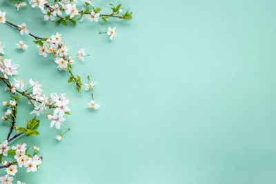 High angle view of plant on blue background