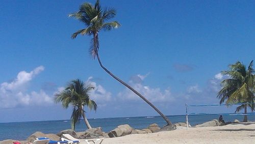 Palm trees on beach against blue sky