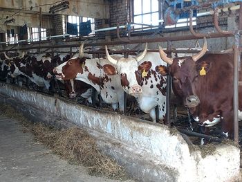 Cows in tank