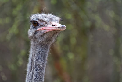 Close-up of ostrich