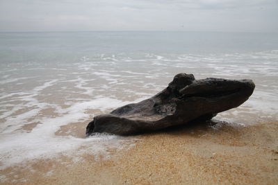 Scenic view of driftwood on beach