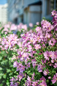 Close-up of pink flowering plant