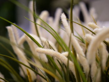 Close-up of grass growing on field