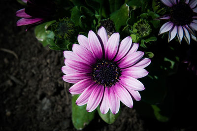 High angle view of pink flower