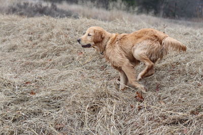 High angle view of golden retriever on grass