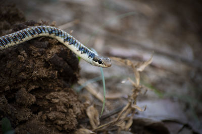 Close-up of an animal