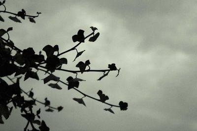 Low angle view of silhouette birds perching on tree