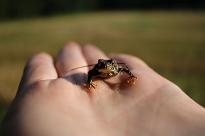 Close-up of hand holding insect