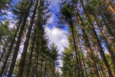 Low angle view of trees in forest