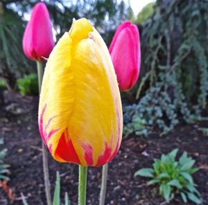 Close-up of tulips